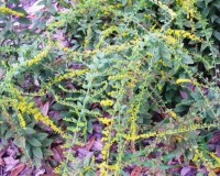 solidago rugosa fireworks.jpg